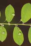 Muscarene Island leaf-flower